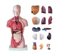 28cm Human Torso Anatomy Model, Human Body Model-15 Pcs Removable Parts with Heart Visceral Brain Skeleto for Preschool & School Science Medical Education Display, Medical Learning Tool