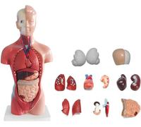 28cm Human Torso Anatomy Model With 15 Removable Organs For Medical Education, Nursing Training & Preschool Learning - Detailed Body Structure Teaching Aid
