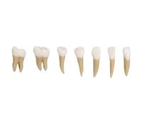 28Pcs 1:1 Permanent Teeth Model Demonstration Models Educational Dental Lab Tool Set for Dental Lessons Kids Students