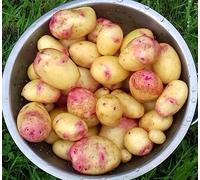 2Kg Certified Seed Potatoes - Choose from OVER 40 varieties!, Carolus Organic, Second Early