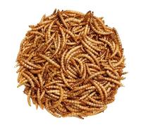 2kg Premium Dried Mealworms for Wild Birds - 100% Natural, Protein-Rich Treat - High-Energy Feed with Edible Oils - Ideal for Blue Tits, Robins & More