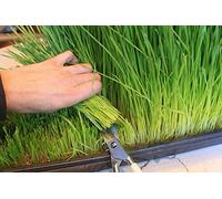 2kg seeds of Wheat 'Cat Grass' Seed Juicing/Sprouting