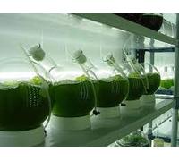 2Ltr - Live Freshwater Chlorella Vulgaris Culture Startup Kit (included growing nutrient and instructions) - 'Green Water' food for Fish Fry, Dahpnia, Moina, Brine Shrimp, Shellfish and more