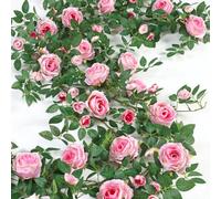 2PCS 12FT Artificial Flower Garland Pink Fake Rose Vine Hanging Flowers Ivy | Bendable Silk Roses Floral Garland, Plastic Leaves, Faux Greenery Decor for Wedding Arch Table Wall Backdrop Party Decoration