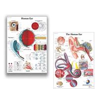 2pcs Anatomical Poster The Human Eye and The Human Ear Anatomical Chart Human Body Educational For Human Anatomy Poster (Size (Inch) : 12x16 inch Unframed)