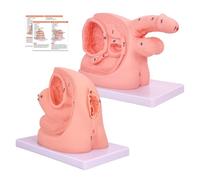 2Pcs Catheterization Model Male Female, Catheter Model Internal External Genital Anatomy Model Nursing Practice for Teaching Medical Clinical and Practical Training