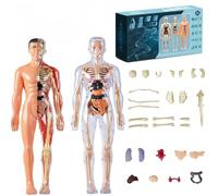 2pcs Clear Human Body Structure Model, Organizeh Human Body Skeleton Model Kits with Instruction Guide, 29 Piece 3D Anatomy Figure Kit, Removable Muscles, Organs,Bones Toy