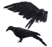 2Pcs Fake Crow, 13x5.5" Realistic Raven Decor With Removable Wing, Artificial Dead Crow Decoy For Scaring Crows For Outdoors And Indoors Halloween Decorations, Raven Decor, Black Crows