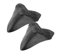 2Pcs Genuine Natural Fossilized Megalodon Shark Tooth - Prehistoric Real
