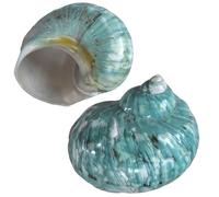 2pcs Hermit Crab Shells, XL Size Opening 1.9-2.2" Hermit Crab Shells, Natural Sea Conch, Turbo Seashells For Hermit Crab Supplies And Beach Decoration Large Sea Shell (2pcs XL) Length 3.5-3.9"