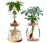 2pcs Hydroponic Plant Propagation Station, 12cm x 11cm Avocado Seed Starter Vase Glass Plant Terrarium Planter Hydroponic Glass Vase for Water Plants or Flowers, Home Office Table Decor