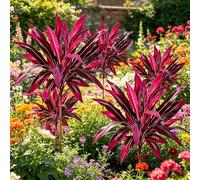2Pcs Large Artificial Boston Fern & Dragon’s Blood Tree Plants | UV Resistant Outdoor Fake Plants with Vibrant Pink Purple Foliage, Lifelike Faux Shrubs for Garden Patio Balcony Wedding Decor (6Pcs)