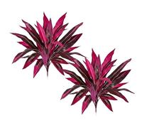 2Pcs Large Realistic Artificial Boston Fern & Dragon's Blood Tree Plants, UV Resistant Artificial Ferns with Vibrant Pink Purple Leaves, for Outdoor Garden Patio Wedding Balcony (2pcs)