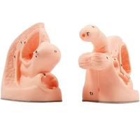 2Pcs Male And Female Catheter Anatomy Teach Set, Internal And External Genital Anatomy Model And Urinary Catheter Mold for Clinical Teaching And Practical Training