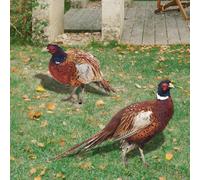 2pcs Outdoor Pheasant Decorations, Lifelike Acrylic Garden Stakes for Flowerpots (A)