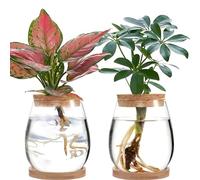 2Pcs Plant Propagation Terrarium, Glass Plant Propagation Station Plant Cuttings Holder Desktop Plant Glass Vase Pot Flower Vase Jar for Growing Hydroponic Plants (C)