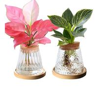 2PCS Plants Propagation Station, Hydroponics Glass Vase High-Density Borosilicate Glass Plant Terrarium Jar Hydroponics Propagation Station with Tray for Home Office Decor (Set 3)
