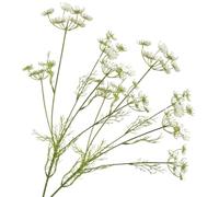 2PCS Queen Anne's Lace Dried Pressed Flowers with 5 Flower Heads, Elegant Artificial Pressed Floral Accents for Vase Bouquets, Wedding & Home Decor