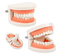 2Pcs Teeth Dental Demonstration Model, Tooth Model, Dental Model, Anatomical Teeth Model for Dental Teaching or Oral Care