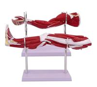 2Pcs, Upper Limb Arm Muscle Anatomy Model, Lower Limb Leg Muscle Model, with Digital Mark, Base and Stand, Showing The Nerves and Tendons Shapes, for School, Education