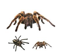 2X 3D Spider Sticker Funny Car Head Tail Personality Spider Stickers Decal Decor DIY Decoration Red