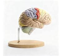 2X Enlarged Detachable Human Brain Anatomical Model with Digital Signs丨4-Piece Realistic Brain Model for Psychology, Science Learning Education Display Tool for Classroom Demonstration
