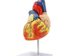 2X Enlarged Human Heart Anatomy Model, 4-Part Detachable, with 49 Numbered Structures, Magnetic Assembly & Base, for Science Demonstration Education