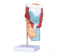 2X Enlarged Human Larynx Anatomy Model with 34 Numbered Markings, Detachable 5 Parts Throat Model on Removable Base Human Model(30cm)