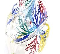 2X Enlarged Transparent Human Lung Model,Anatomical Model Transparent Lung Segments Model Human Lung,Bronchial Tree Lung