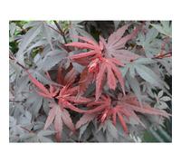 2x Japanese Maple Acer Palmatum Skeeters Broom Trees 3-4ft Large | By Direct Plants