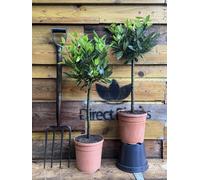 2X Laurus Nobilis Lollipop Standard Bay Trees 75-80Cm Tall By Direct Plants