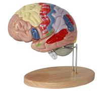 2X Life Size Anatomical Model, Human Brain Anatomical Model, Can Be Divided Into 4 Parts Based On The Display And Teaching Of Cerebral Arteries