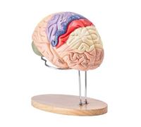 2X Life-Size Human Brain Model Anatomy - 4-Part Detachable Brain Model with Labels, Human Anatomy Model for Medical Study, Neuroscience Teaching, Science Research & Skeleton Model