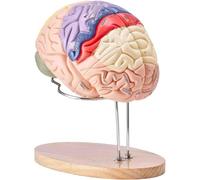 2X Life-Size Human Brain Model Anatomy,4-Part Detachable Brain Model with Labels, Human Anatomy Model for Medical Study