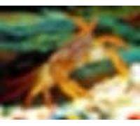 2x live Panther/leopard Crab, Tropical Freshwater crab fish tank.