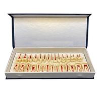 2X Magnification Dental Teeth Study Teaching Model - 28 Pieces Two Color Permanent Tooth Model - Simulation Oral Tooth for Study Educational Training