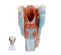 2X Magnified Human Throat Anatomy Model with Digital Signs for Study | detachable Simulated Larynx Adam's Apple Larynx Throat Thyroid Gland Model, PVC, for Pronunciation Practice Teaching
