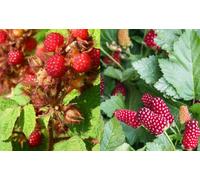 2X Mixed Berry Fruit Plants 1X Loganberry & 1X Japanese Wineberry 2/3 Litre Pots By Direct Plants
