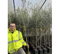 2x Olive Trees 5-6ft Tall in Pots Perfect For Patio By Direct Plants Direct Plants Multi One Size