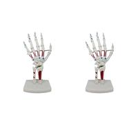 2X Skeleton Hand Model, Hand Joint Model, with Wrist, Ulna, Hinged Hand, Palmar Anatomy Muscle Model