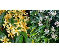 2X Trachelospermum Star Jasmine Plants Toscane Cream & White 9Cm Pots 30-50Cm By Direct Plants