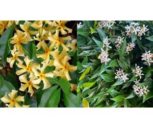 2X Trachelospermum Star Jasmine Plants Toscane Cream & White 9Cm Pots 30-50Cm By Direct Plants