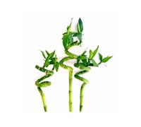 (3) 40cm Lucky Bamboo - Indoor Plant Pot Garden Windowsill Bowl