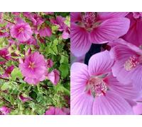 3-4ft Tall Large Lavatera Bredon Springs Pink Flowering Shrub Plant Direct Plants Multi One Size