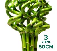(3) 50cm Lucky Bamboo - Indoor Plant Pot Garden Windowsill Bowl