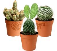 GardenersDream 3X Mixed Cactus House Plants - Real Air Purifying Indoor Plants for Desks, Shelves, and Windowsills - Great Gift for Plant Lovers (5-15cm incl. Pot)