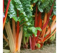 (3 crowns) Rhubarb Goliath | Grow Your Own | Ready to Plant Bare Root Vegetable Crown