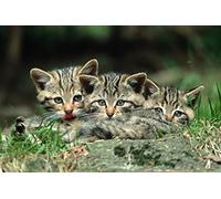3-D Nr, Postcard 10068/Lenticular-Card Cats: Three Punkin Wildkatzen-babies