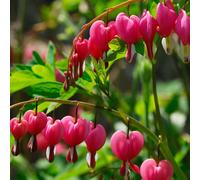 (3) DICENTRA SPECTABILIS BLEEDING HEART
