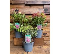 3 Extra Large Mixed Pieris Evergreen Shrubs In 3 Litre Pots By Direct Plants